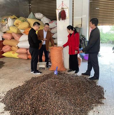 自治区价格监测分局领导到河池市开展油茶鲜果调研