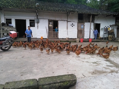 达川区食药监局组织餐饮企业赴贫困村收购跑山鸡